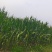 鲜玉米
