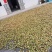 白花油茶果。