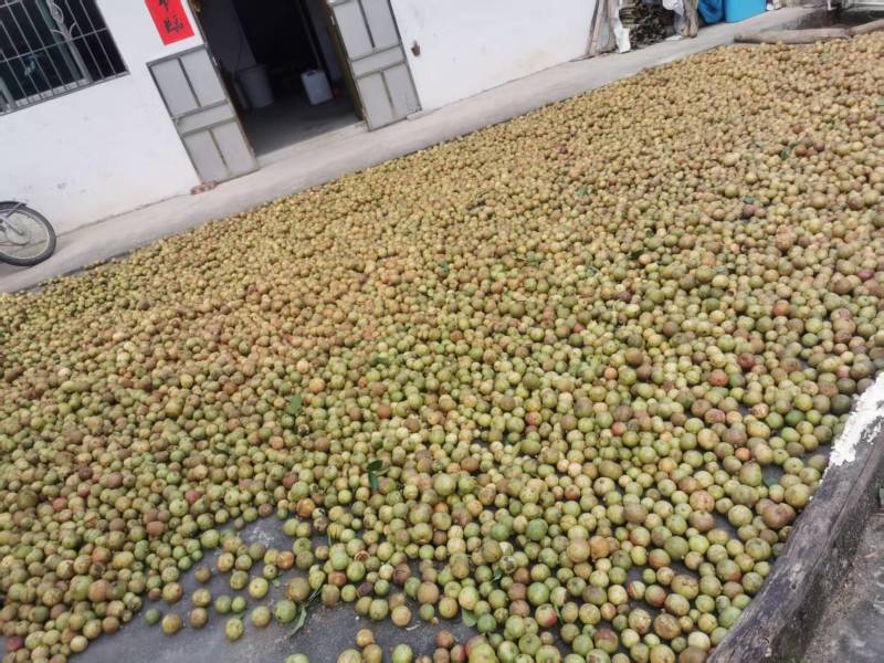 白花油茶果。