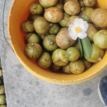白花油茶果。