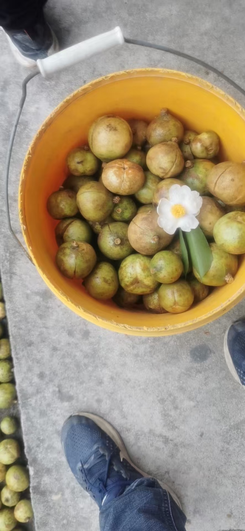 白花油茶果。