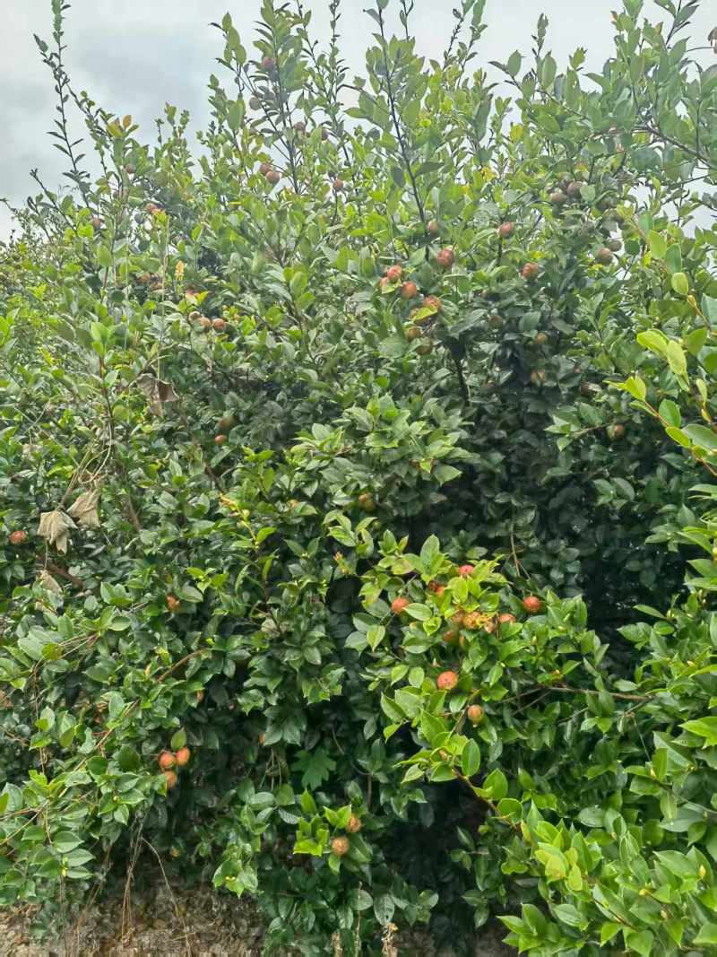 白花油茶果。