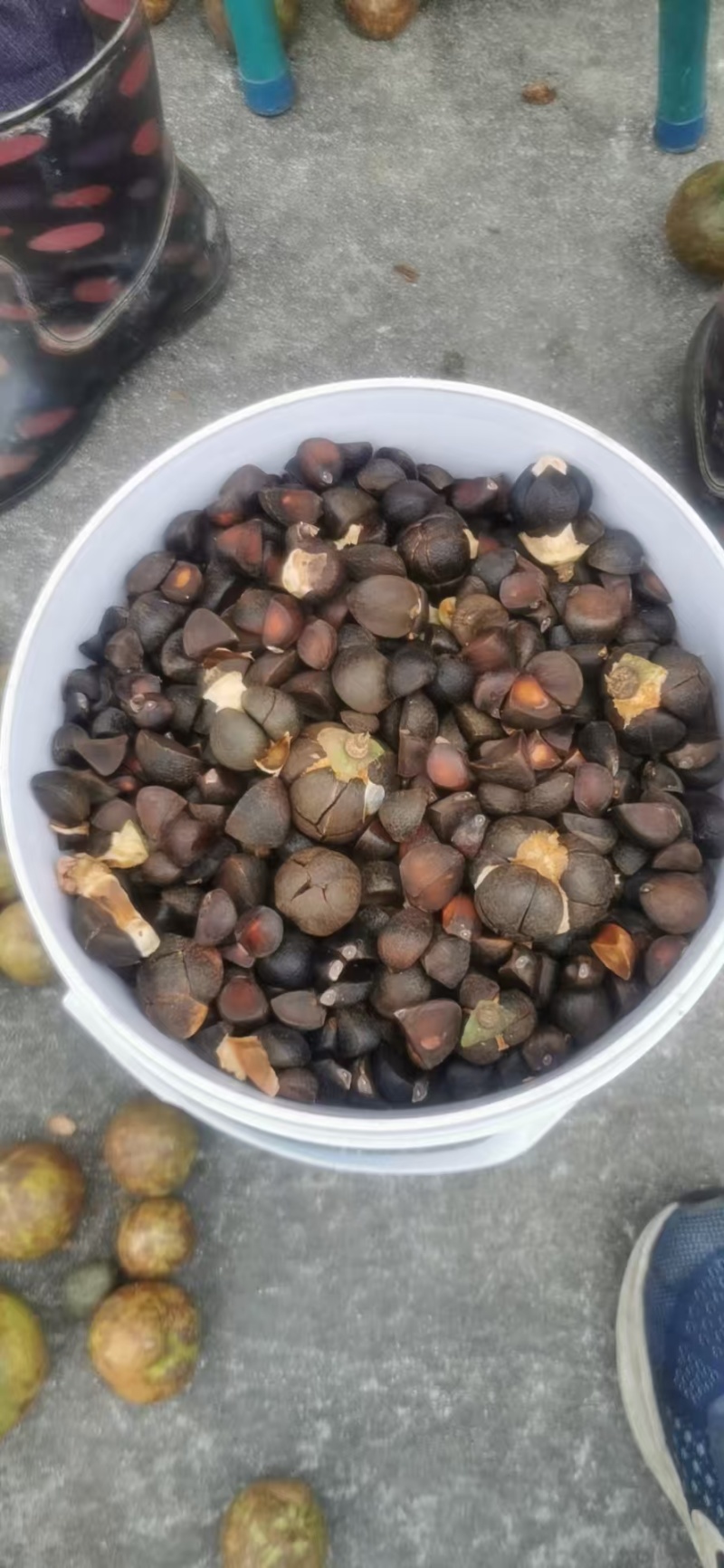 白花油茶果。