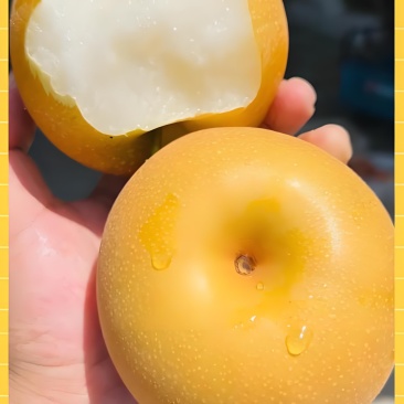 河南秋月梨