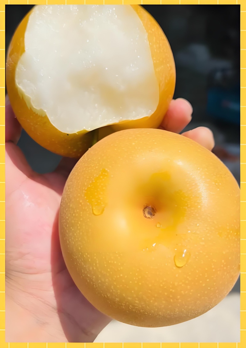 河南秋月梨