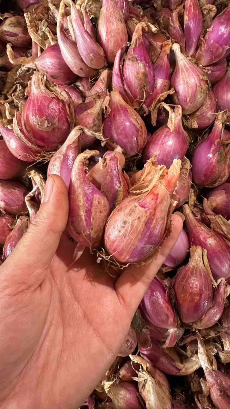 云南红葱头干香葱红皮小香葱熬葱油农家四季葱种植食用新鲜红葱头