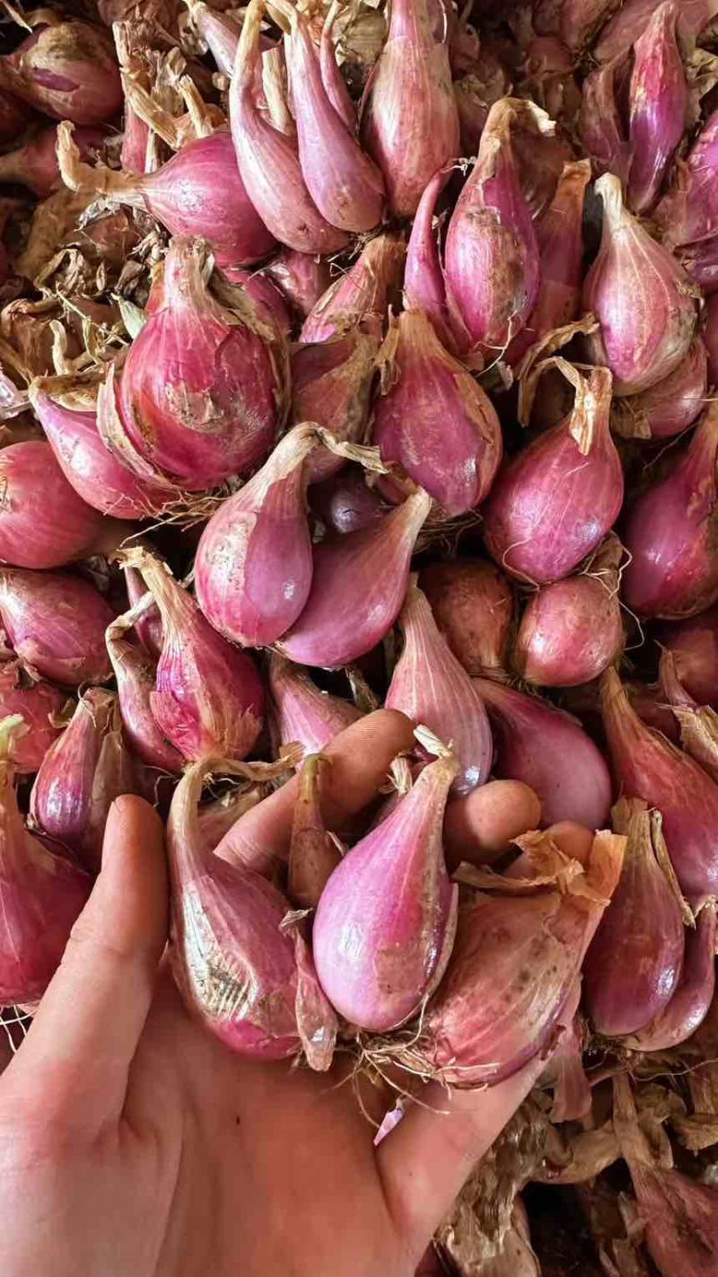 云南红葱头干香葱红皮小香葱熬葱油农家四季葱种植食用新鲜红葱头