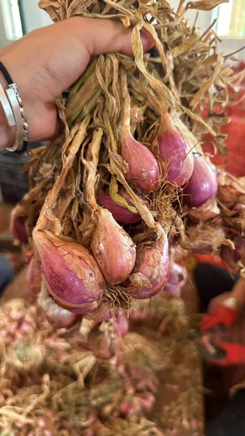 云南红葱头干香葱红皮小香葱熬葱油农家四季葱种植食用新鲜红葱头
