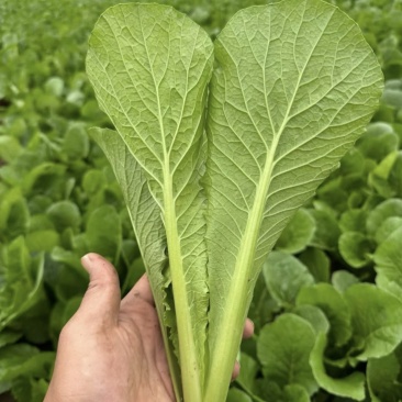 精品小白菜
