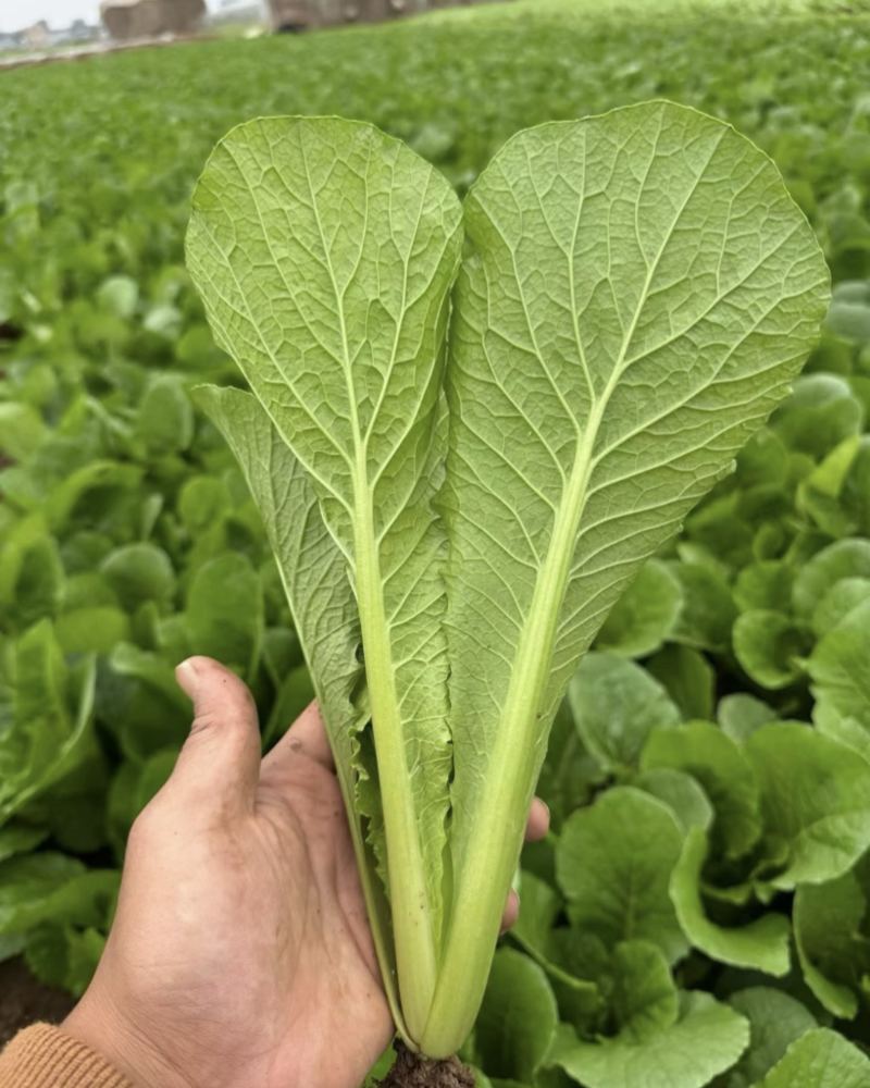精品小白菜
