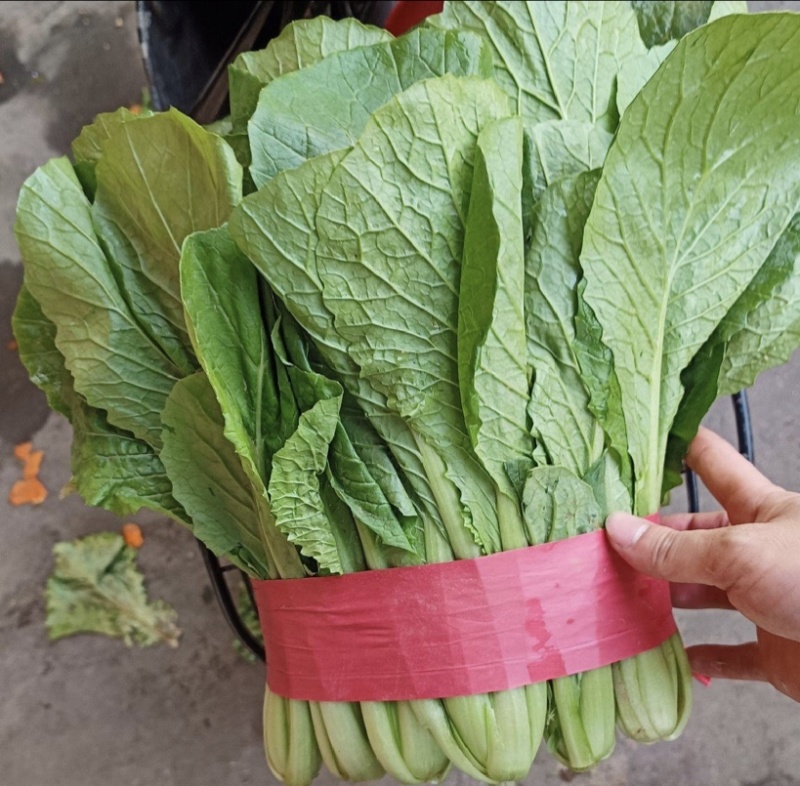 精品小白菜