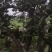 宜昌密桔
