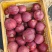 甘肃天水花牛苹果