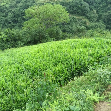 中黄姜