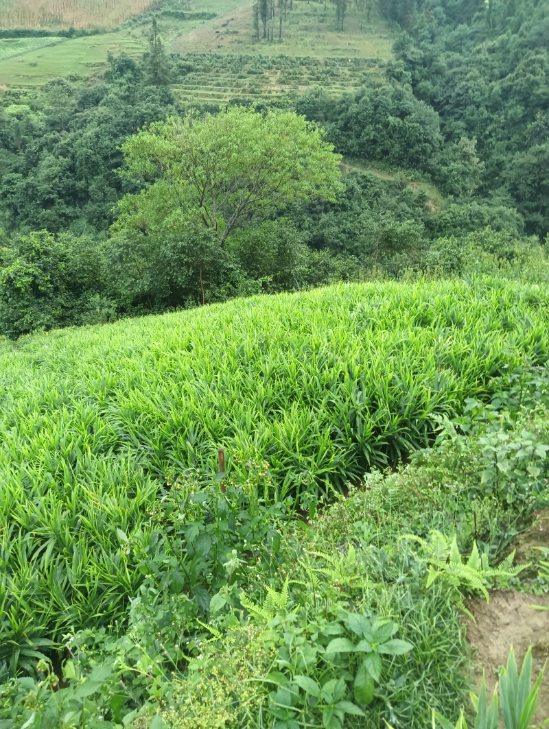 中黄姜