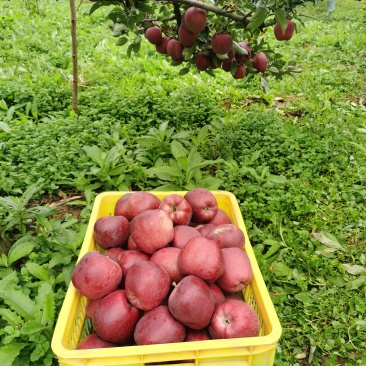 甘肃礼县花牛
