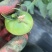 珍糖120草莓西红柿柿子