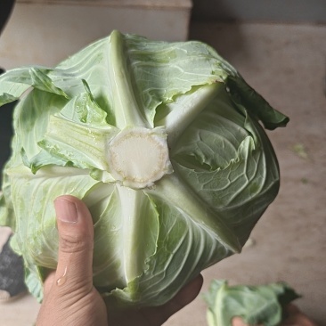 墨玉扁包菜，产地直发全国供应！货源充足，可视频看货！一手货源
