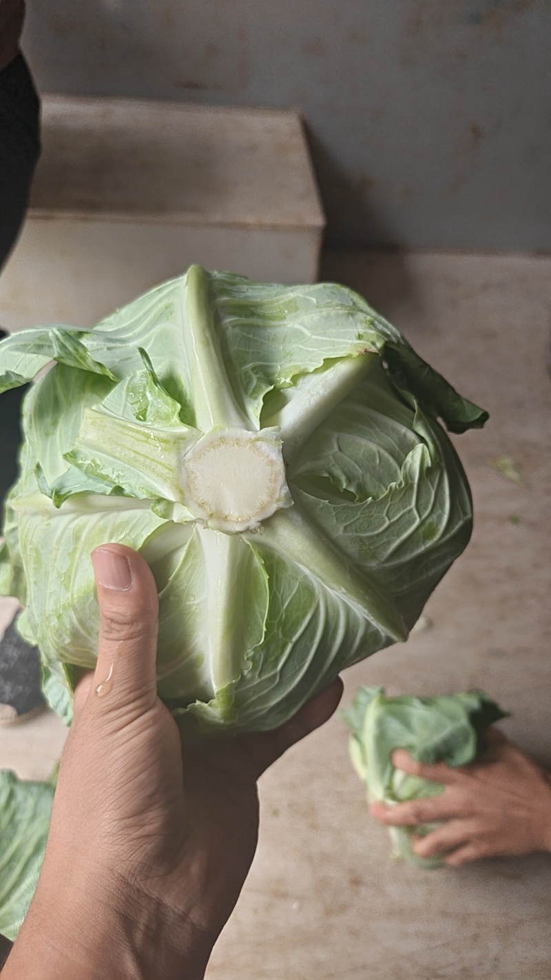 墨玉扁包菜，产地直发全国供应！货源充足，可视频看货！一手货源