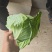 墨玉扁包菜，产地直发全国供应！货源充足，可视频看货！一手货源