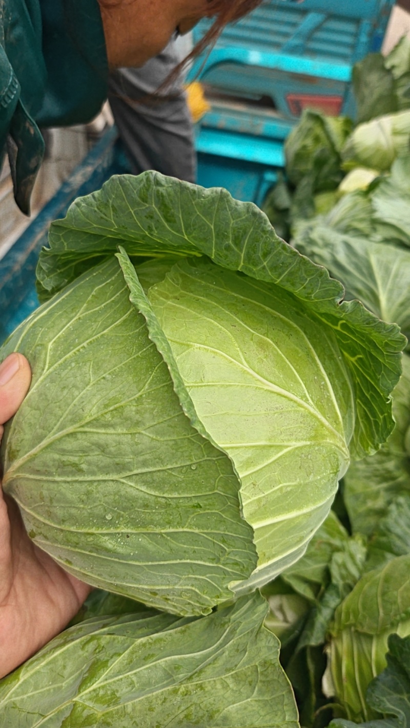 墨玉扁包菜，产地直发全国供应！货源充足，可视频看货！一手货源