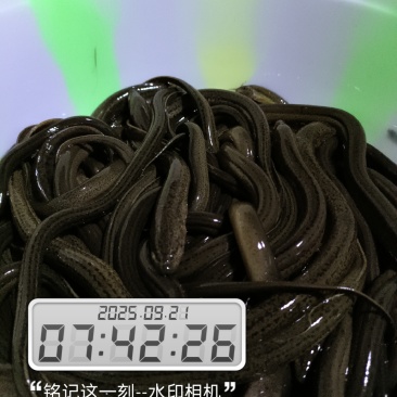 鳝鱼