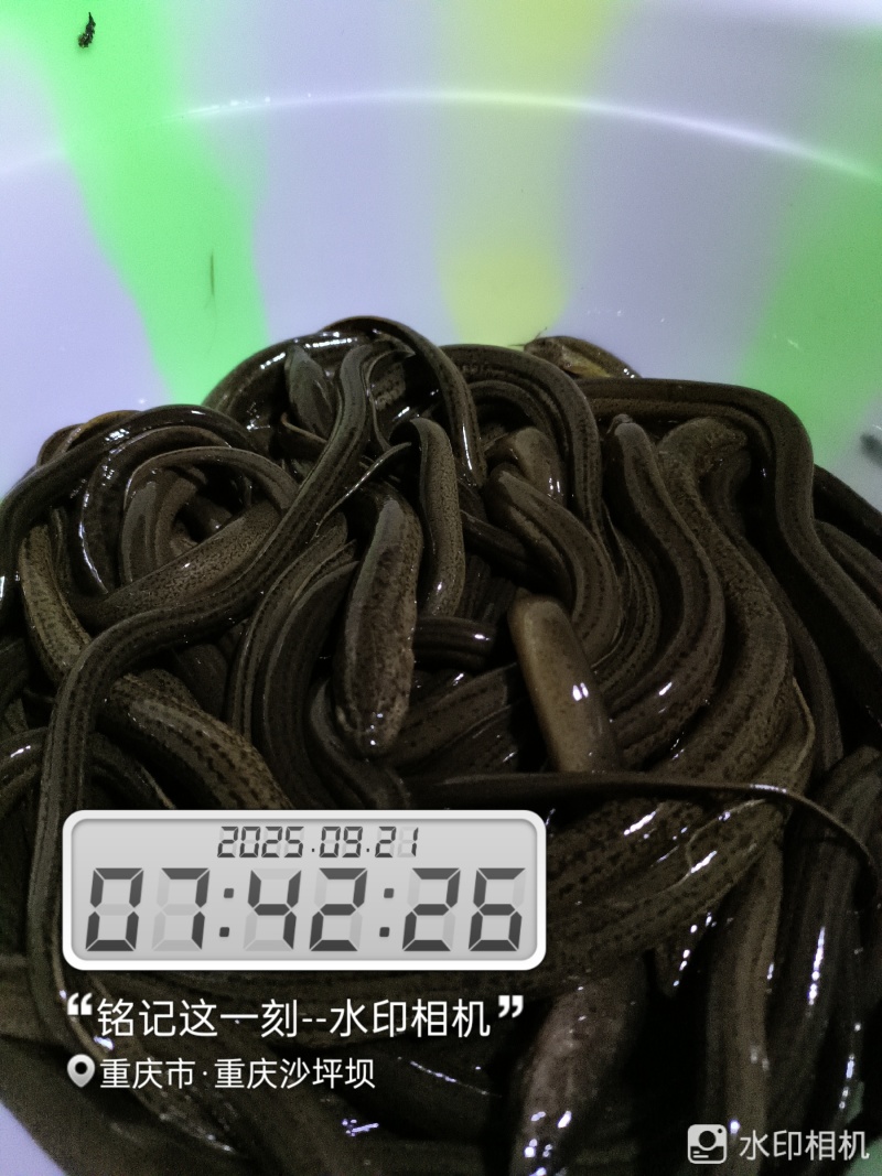 鳝鱼