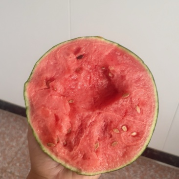 手撕薄皮小糖丸西瓜小吊瓜皮毛好糖度高供应市场