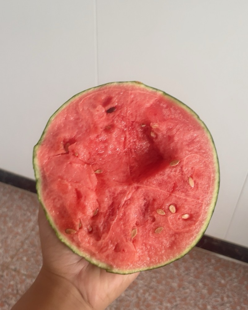 手撕薄皮小糖丸西瓜小吊瓜皮毛好糖度高供应市场