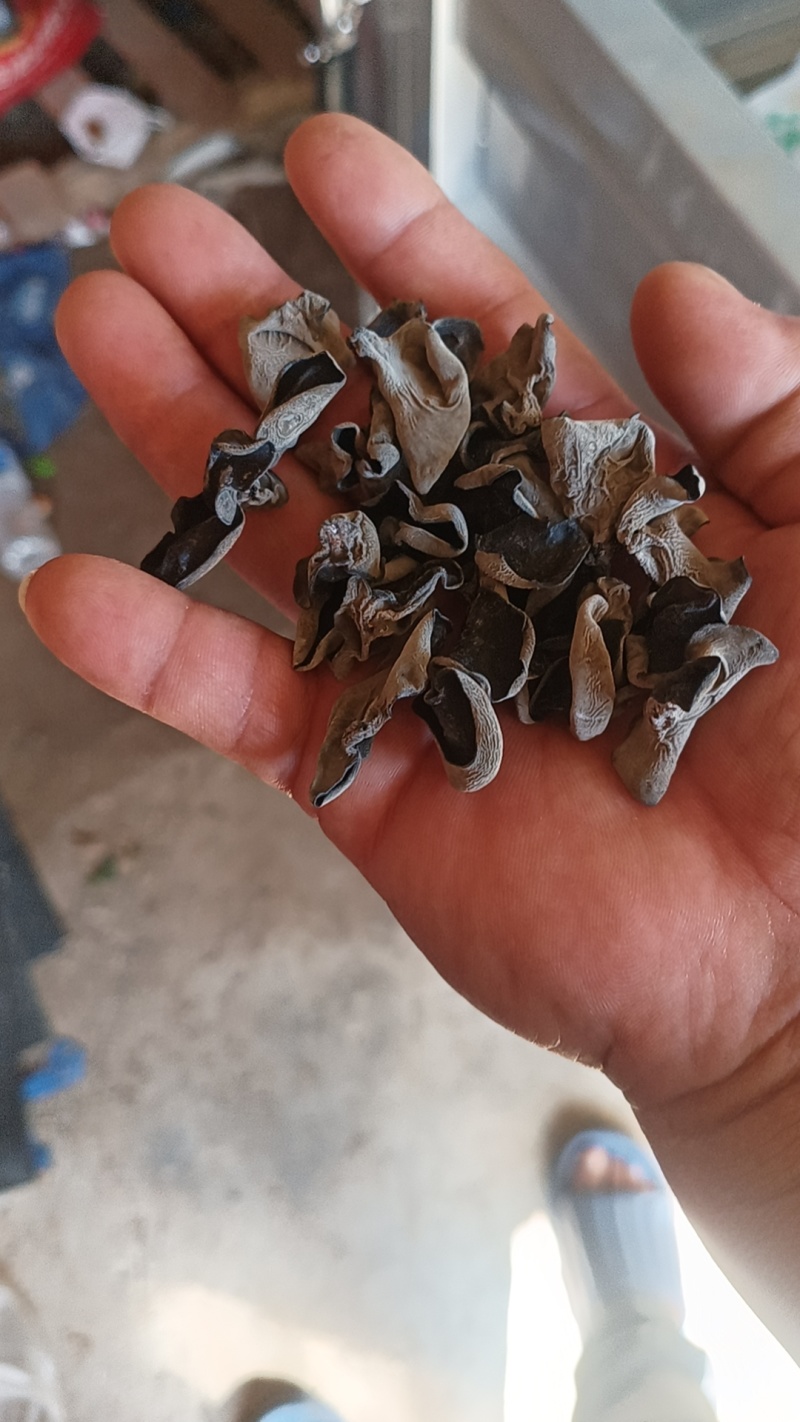 东北黑木耳