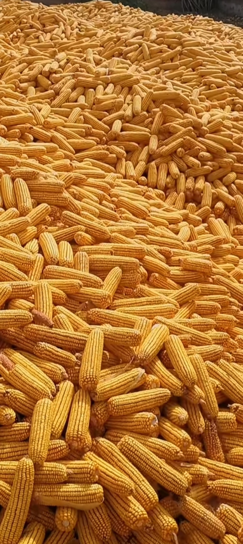 玉米