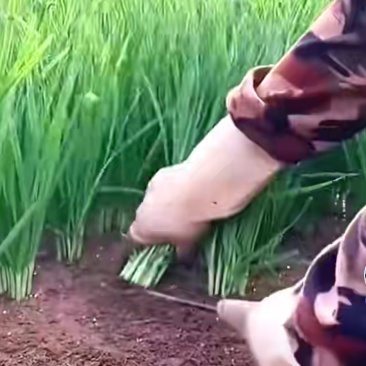韭菜