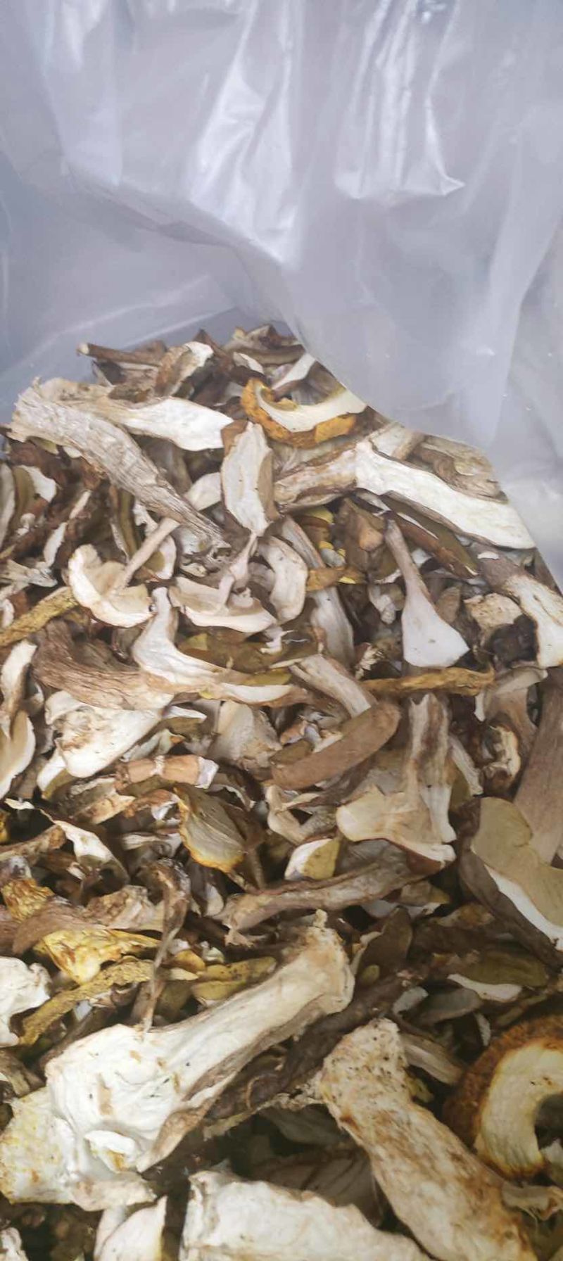 美味牛肝菌