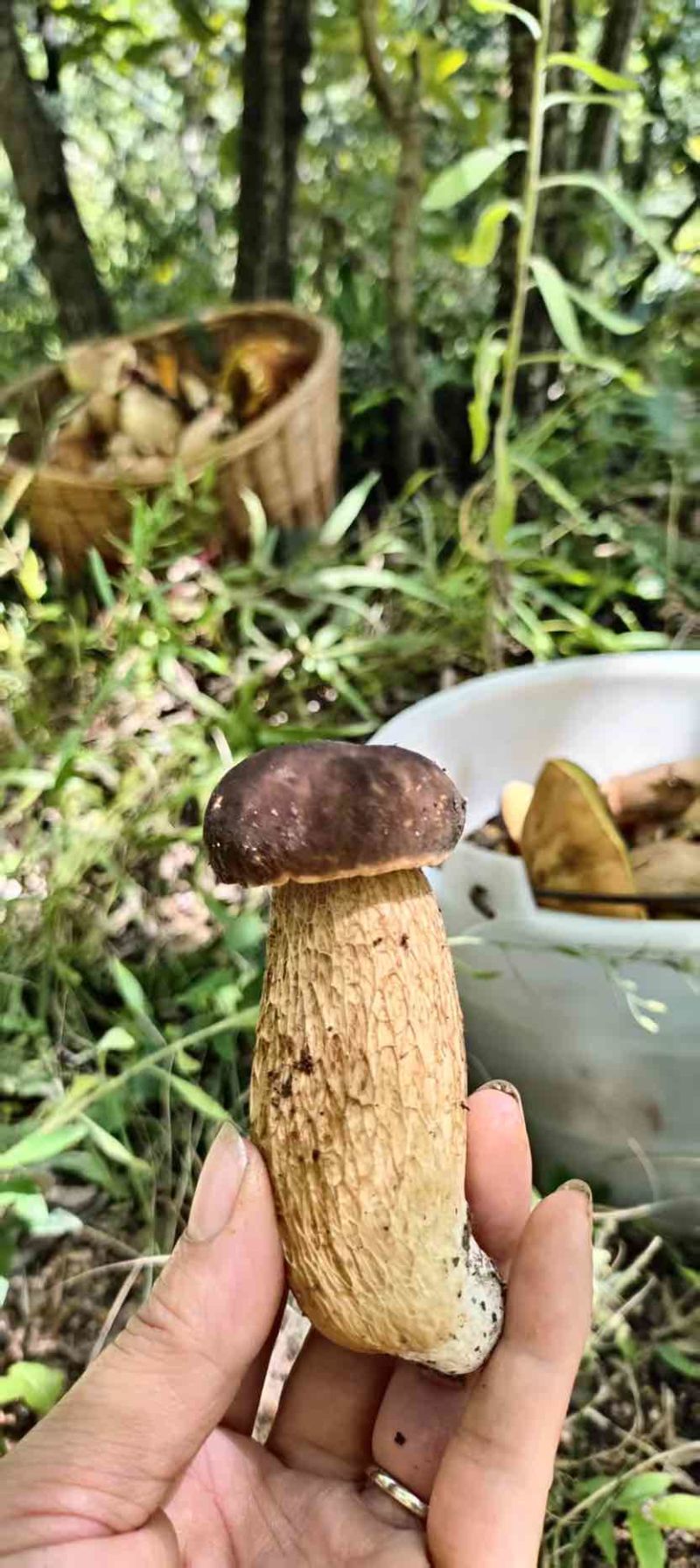 美味牛肝菌