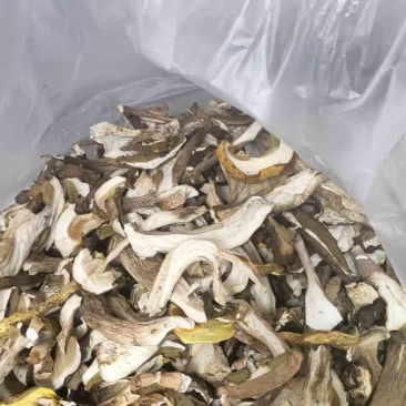 美味牛肝菌