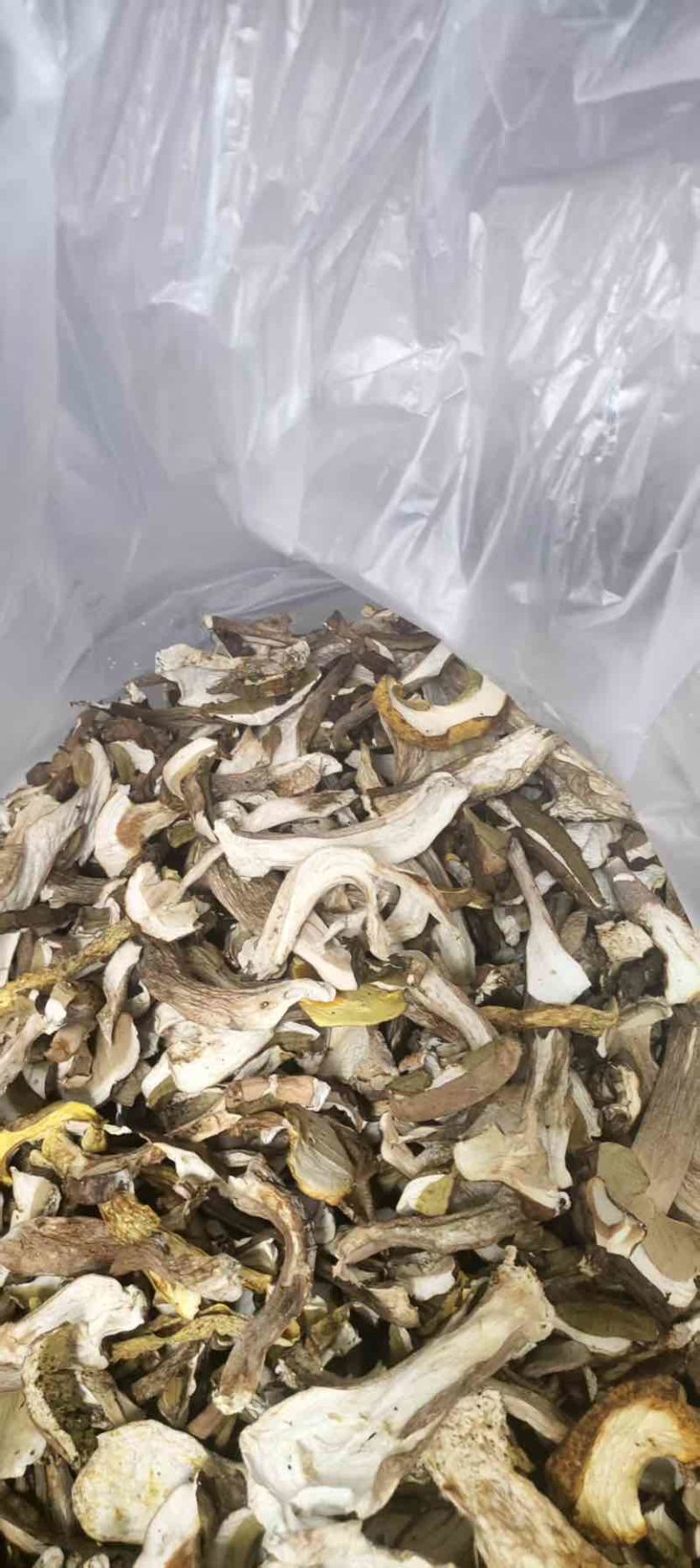 美味牛肝菌