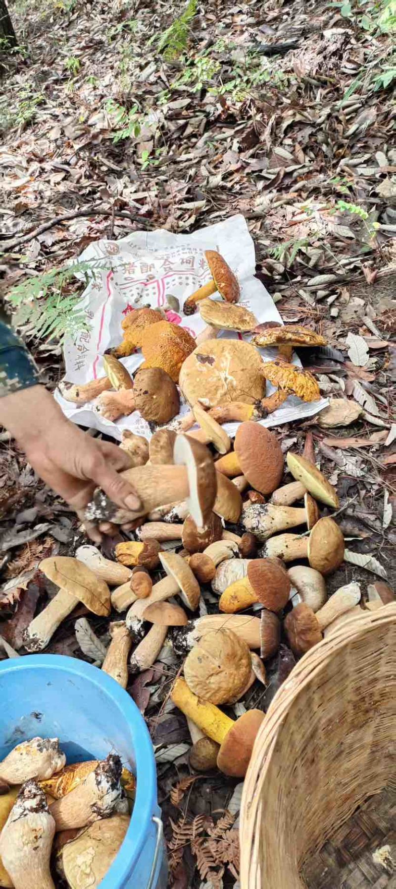 美味牛肝菌