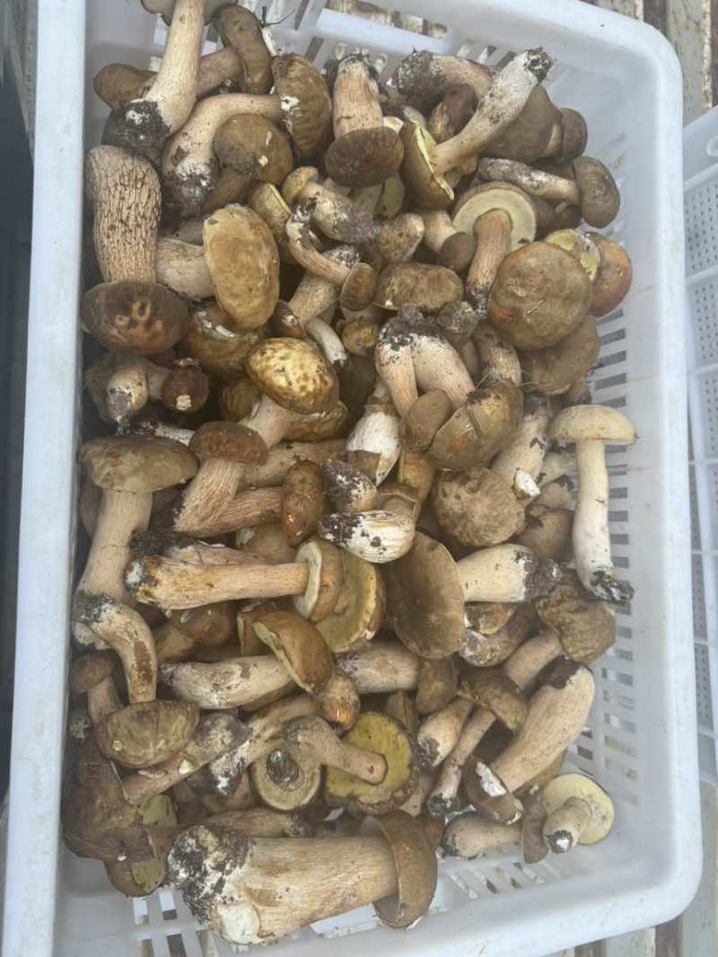 美味牛肝菌