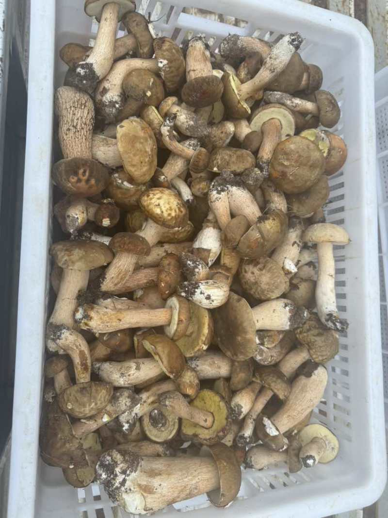 美味牛肝菌