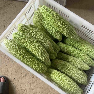 精品苦瓜，欢迎洽谈