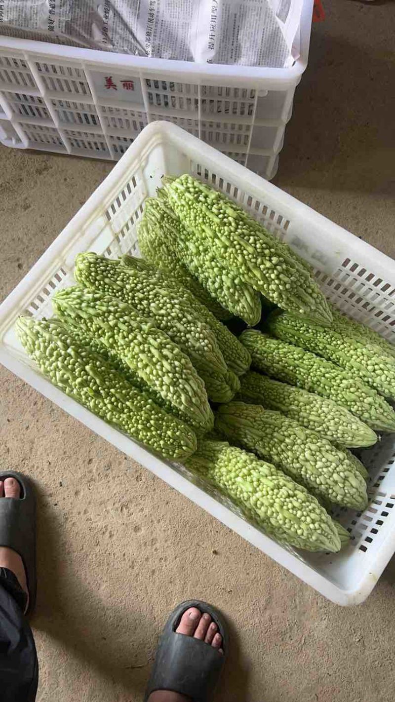 精品苦瓜，欢迎洽谈