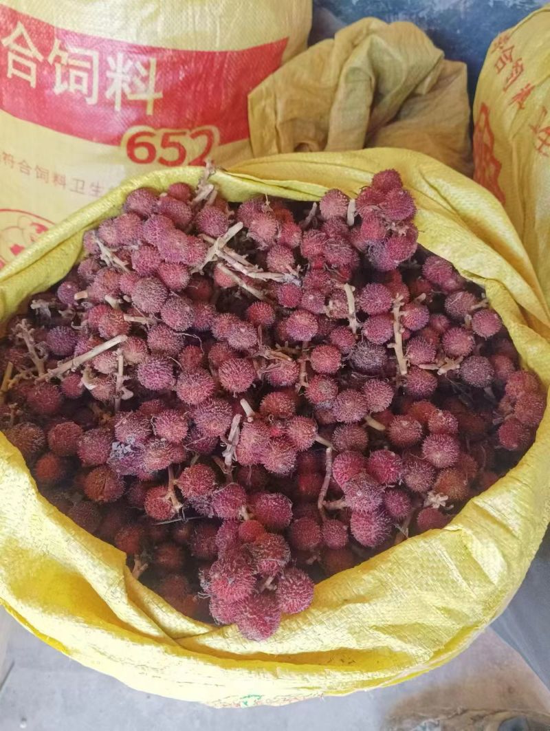 砂仁