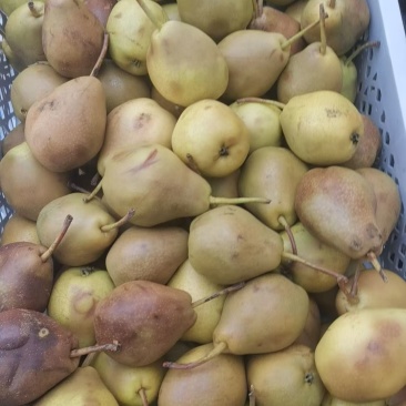 啤特果，鸡心果