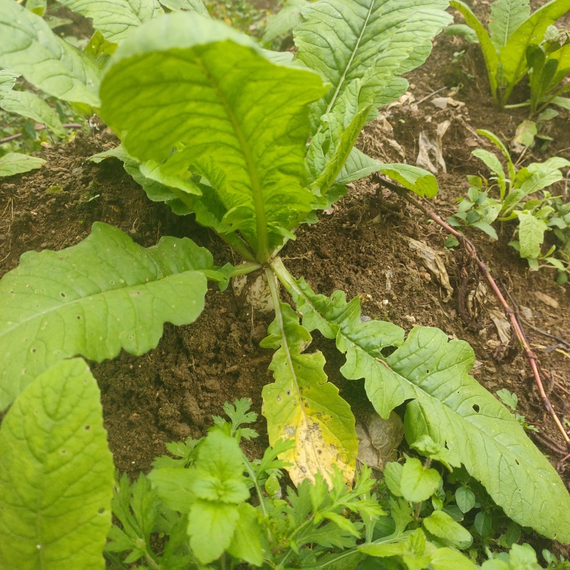 贵州务川仡佬族高山圆白罗卜，比吃肉都好的高山罗卜