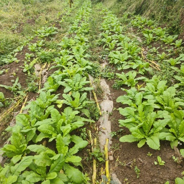贵州务川仡佬族高山圆白罗卜，比吃肉都好的高山罗卜