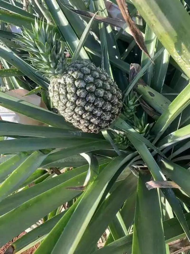 凤梨和菠萝