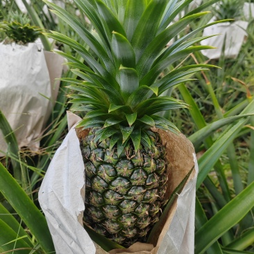 凤梨和菠萝
