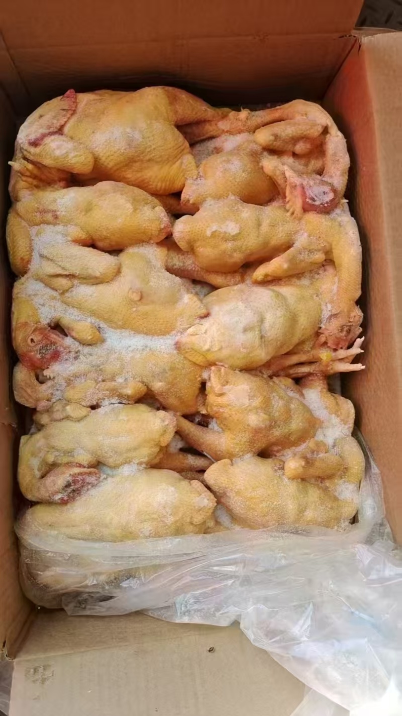 二级清远鸡