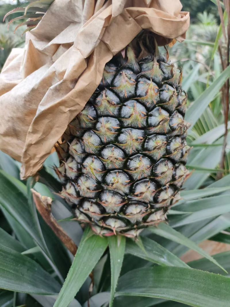 金钻凤梨，芒果凤梨