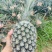 金钻凤梨，芒果凤梨
